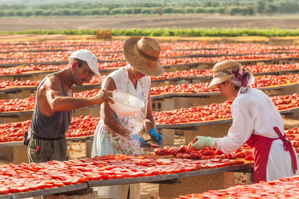 Transformation de tomates séchées au soleil Salento - LaTerradiPuglia.fr