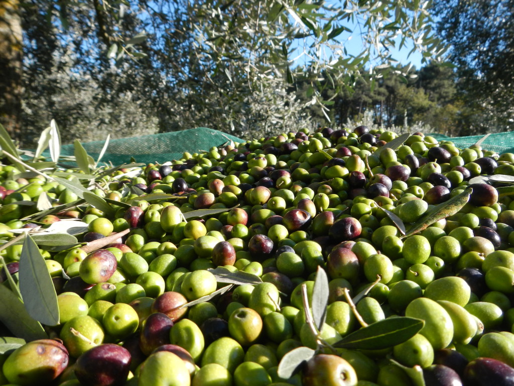 Huile d'olive des Pouilles