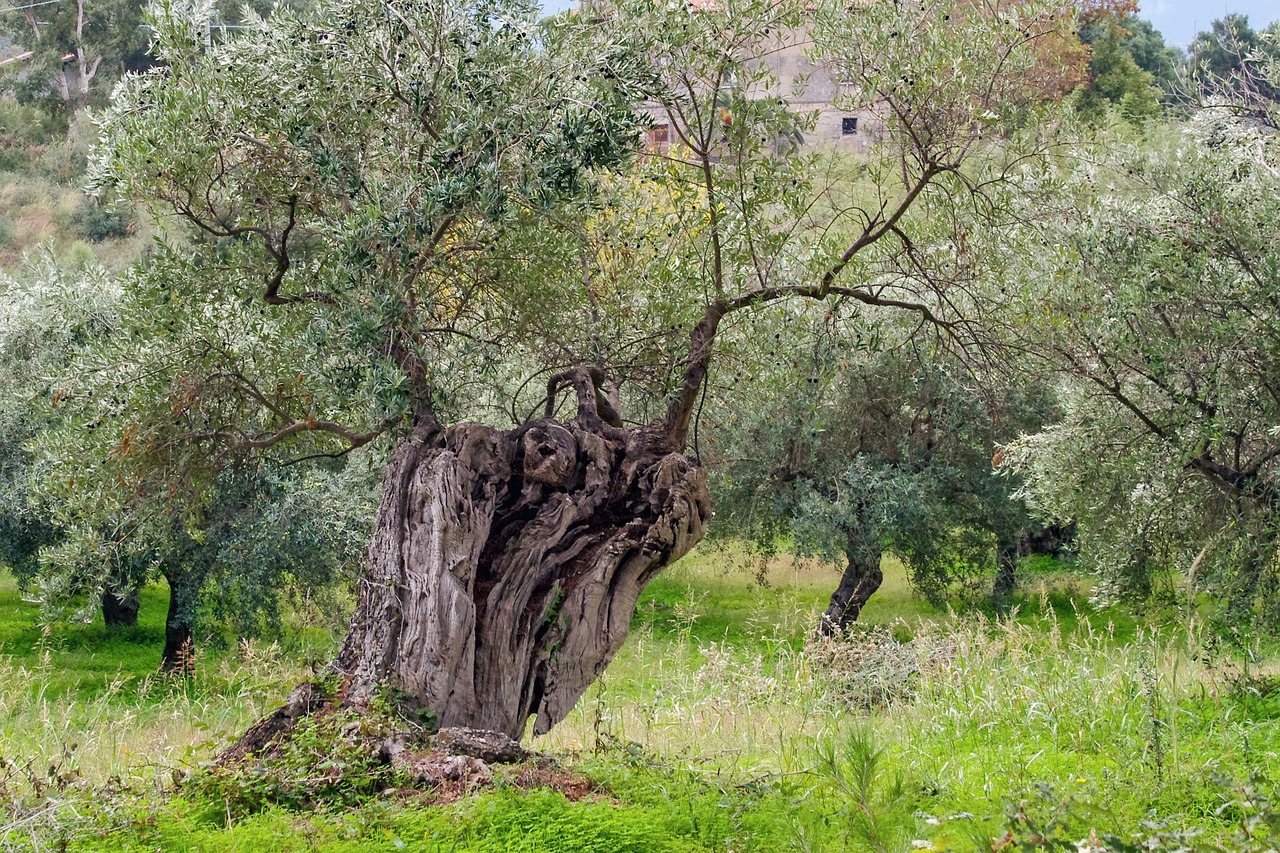 huile d'olive extra vierge - LaTerradiPuglia.fr