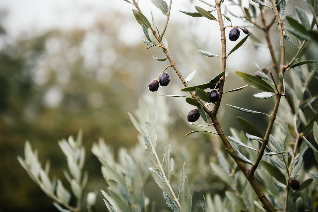 Huile d'olive des Pouilles