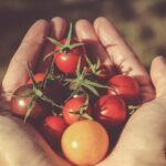 La purée de tomates biologique