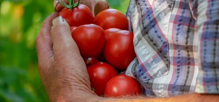 conserves de tomate - LaTerradiPuglia.fr