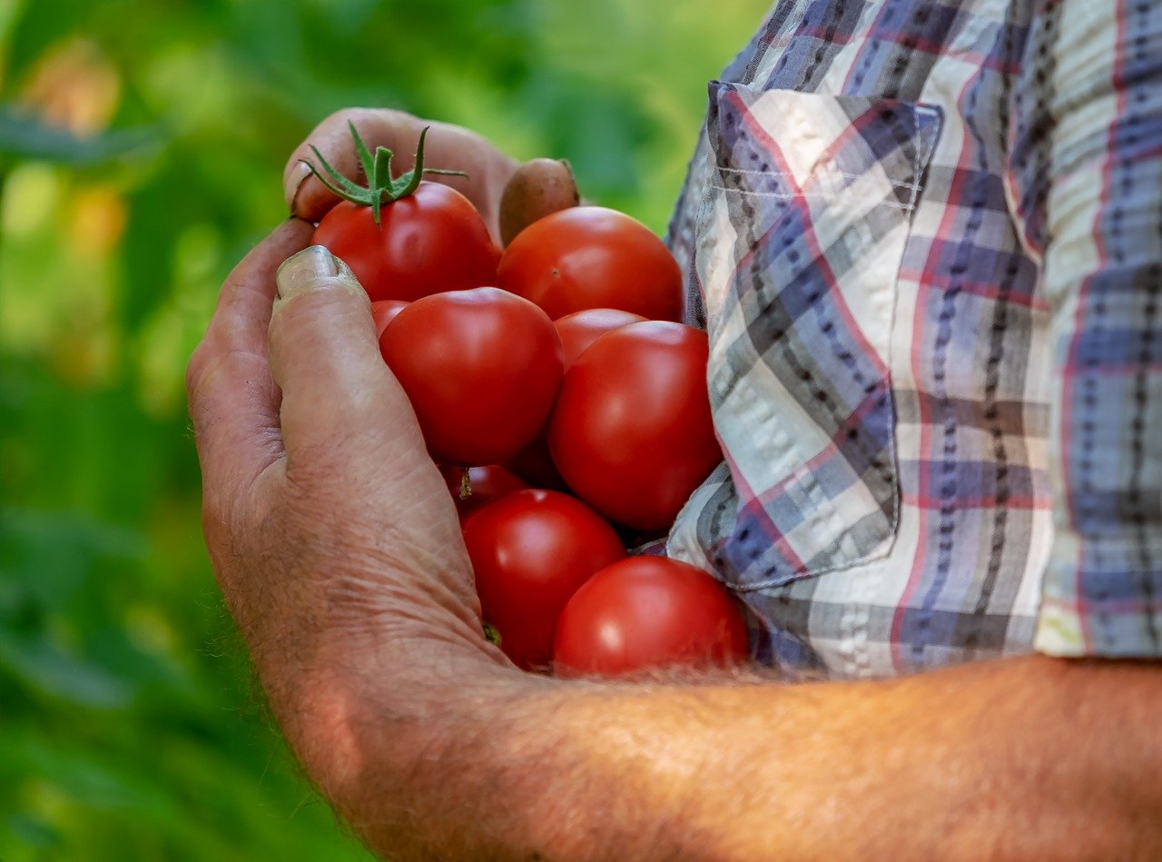 conserves de tomate - LaTerradiPuglia.fr