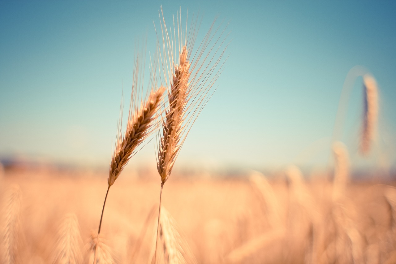 blé dur blé tendre - LaTerradiPuglia.fr