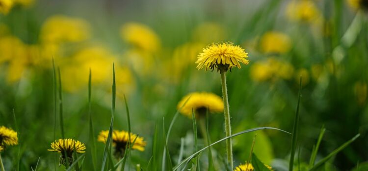 herbes sauvages