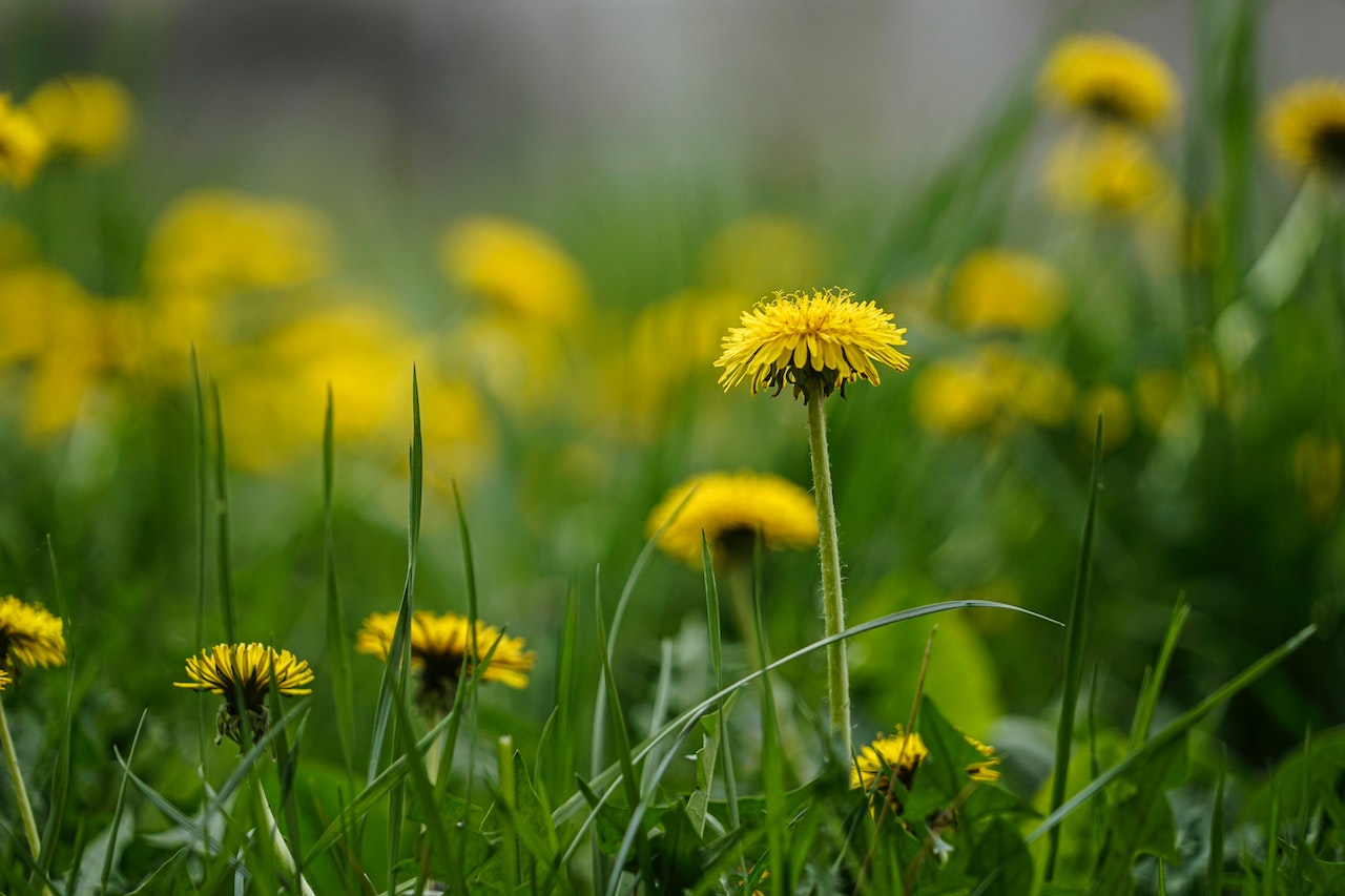 herbes sauvages