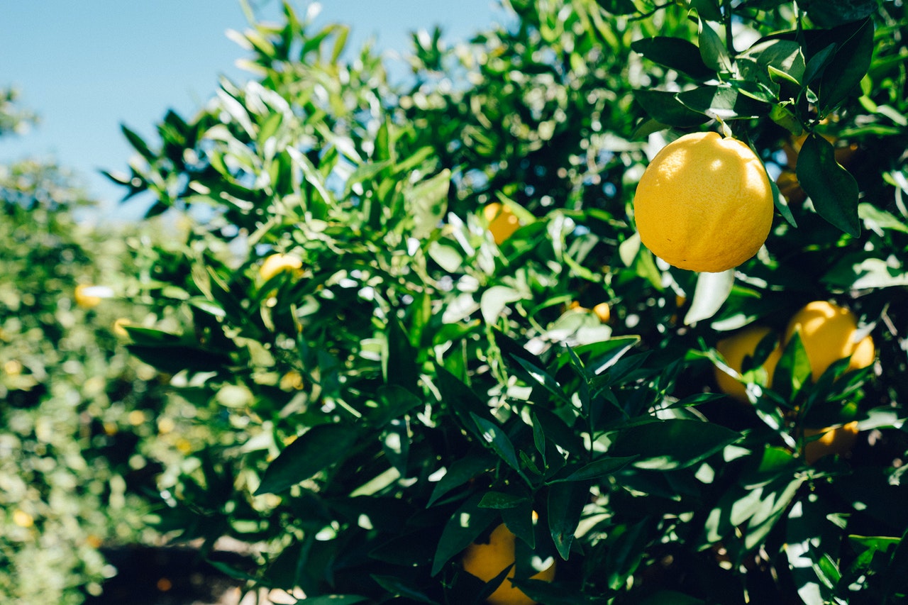 Comment préparer l'huile de citron - LaTerradiPuglia.fr