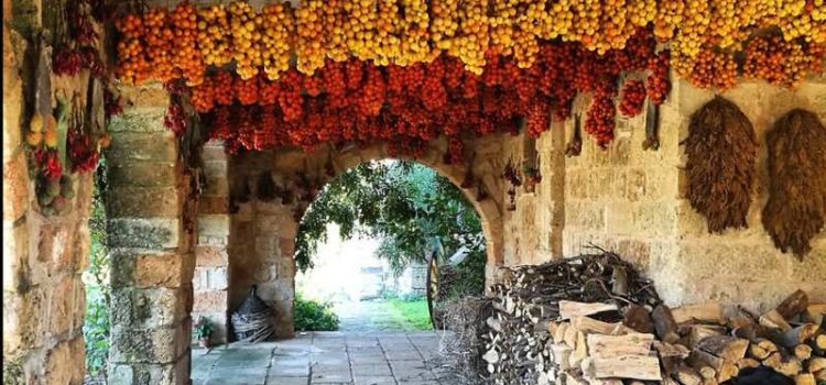 Tomates Des Pouilles - LaTerradiPuglia.fr