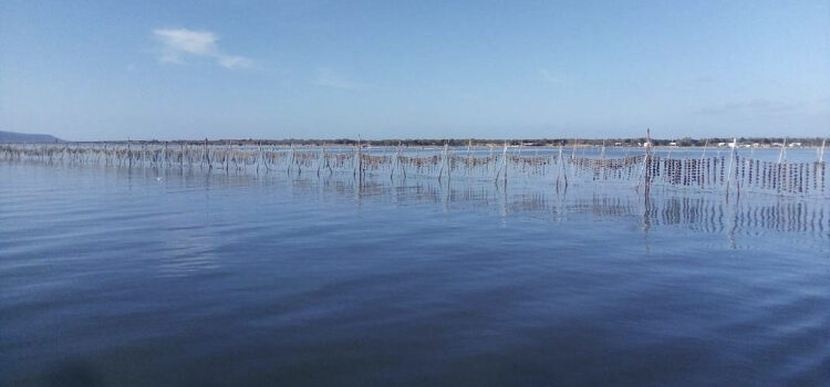 Huîtres du Lac de Varano : Un Trésor de la Pouille